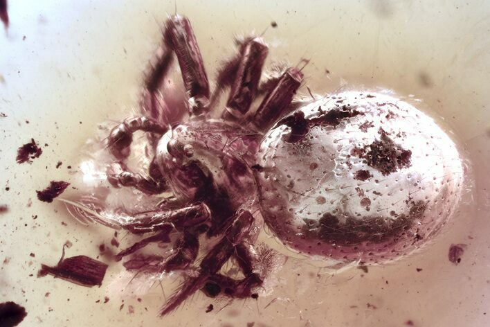 Detailed Fossil Spider (Araneae) In Baltic Amber #372548